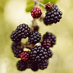 Blackberry.jpg