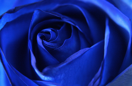 blue rose-1.jpg
