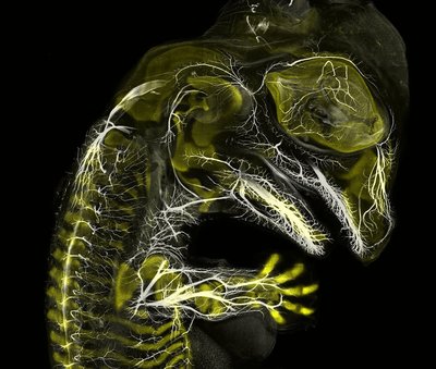 3-alligator-embryo-stage-13-nerves-and-cartilage.jpg